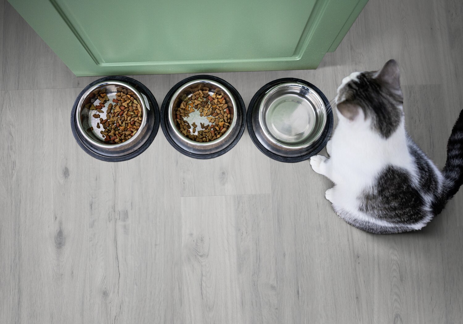 RS37043_DAISY GREY CAT.jpg