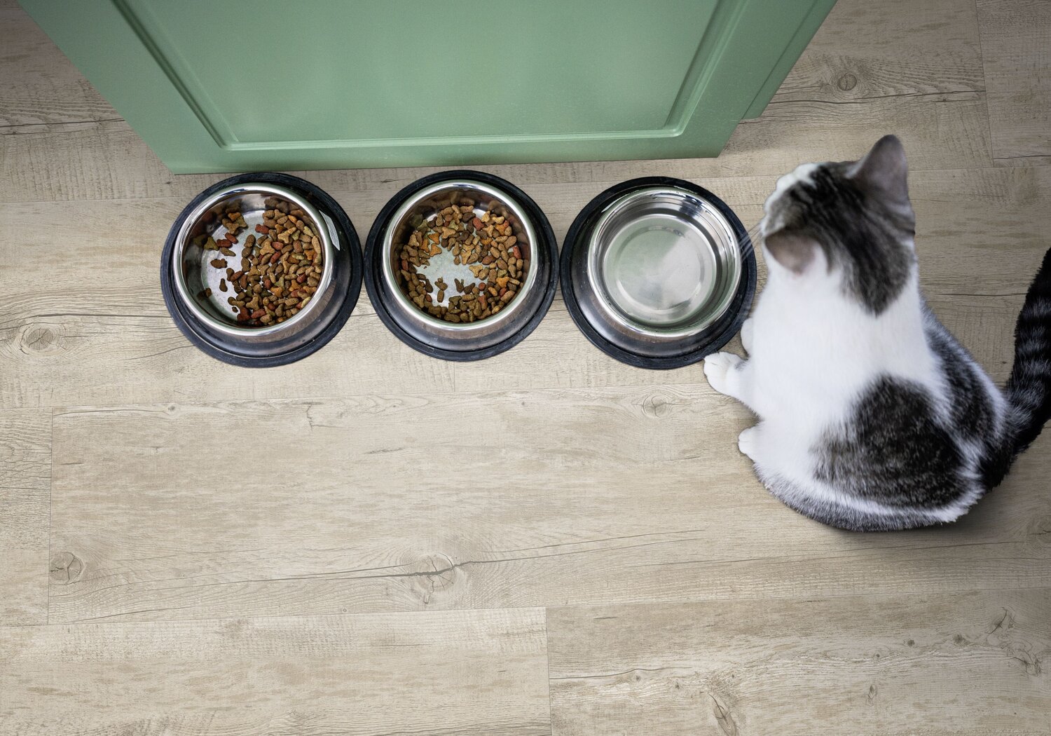 JPG 72 dpi-RS38459_Pecan Nature -Zoom Cat.jpg